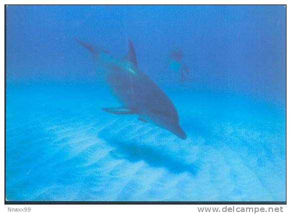 Dolphin - Two Dolphins - Delfines