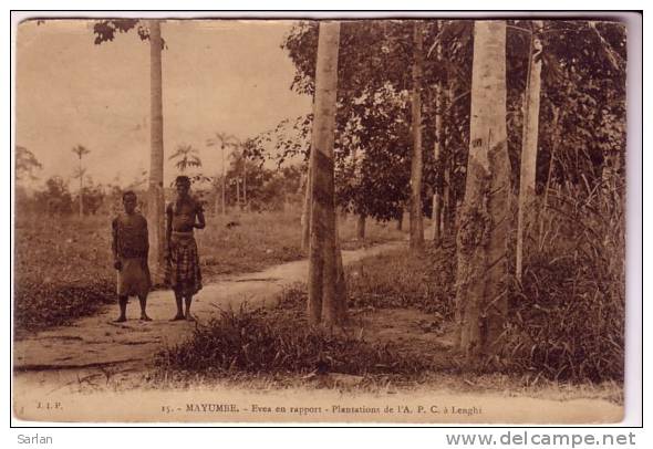 LOT-KO , CONGO , MAYUMBE , Evea En Rapport , Plantation De L'APC A Lenghi - Autres & Non Classés