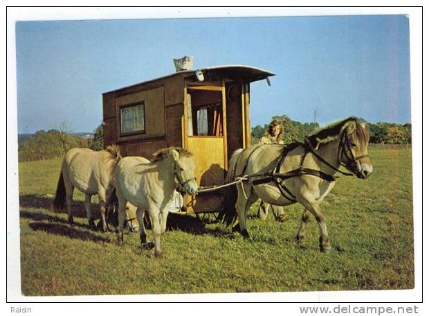 Pays Bas Attelage  De  Poneys  Fjords  Avec Roulotte    TBE - Sonstige & Ohne Zuordnung