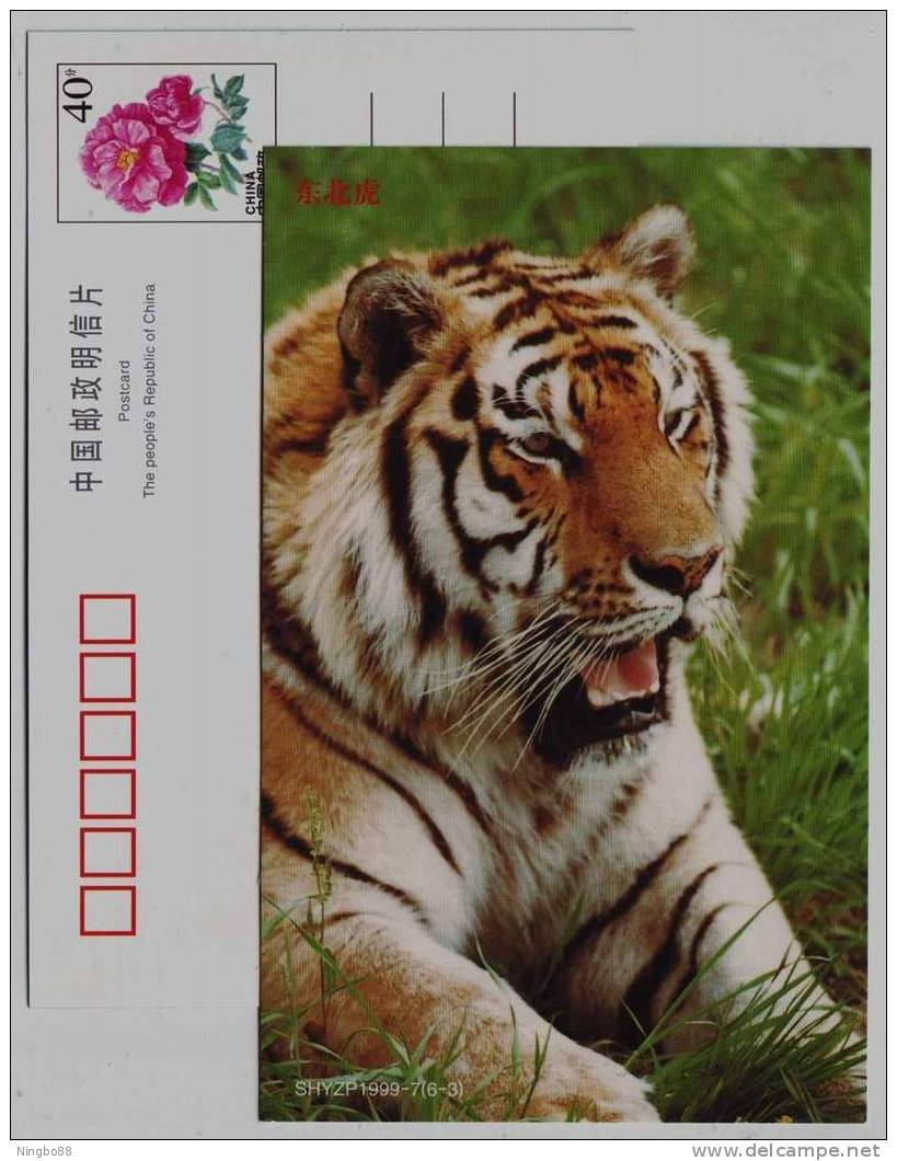 Siberian Tiger (Panthera Tigris Altaica),China 1999 Shanghai Wildlife Animal Zoo Advertising Postal Stationery Card - Big Cats (cats Of Prey)