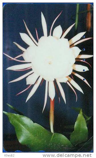 TC Japon Fleur CACTUS - KAKTUS Blume TK - Japan Flower Phonecard 78 - Blumen