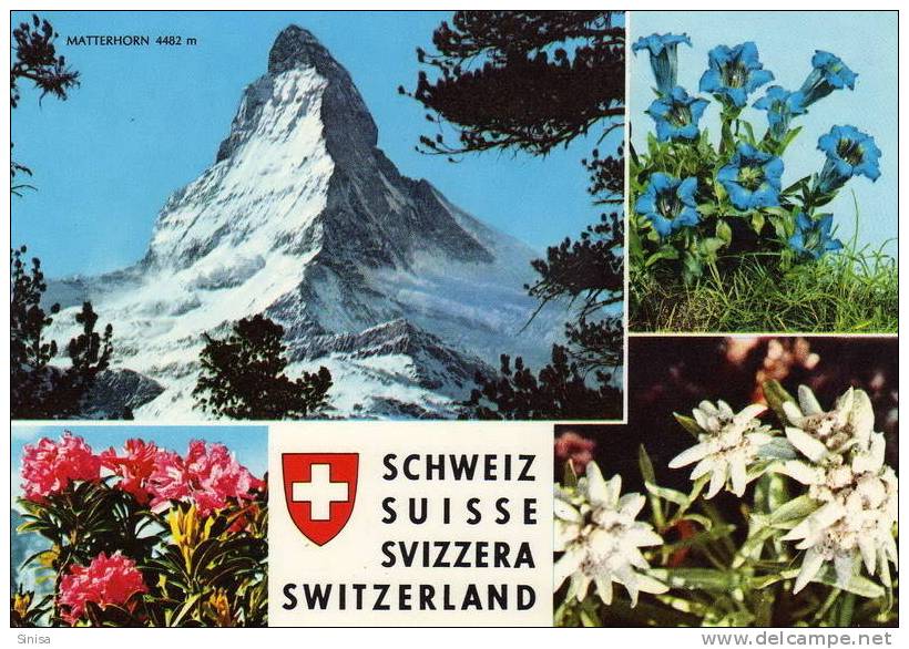 Switzerland / Postcard / Matterhorn 4482m And Flora - Matt