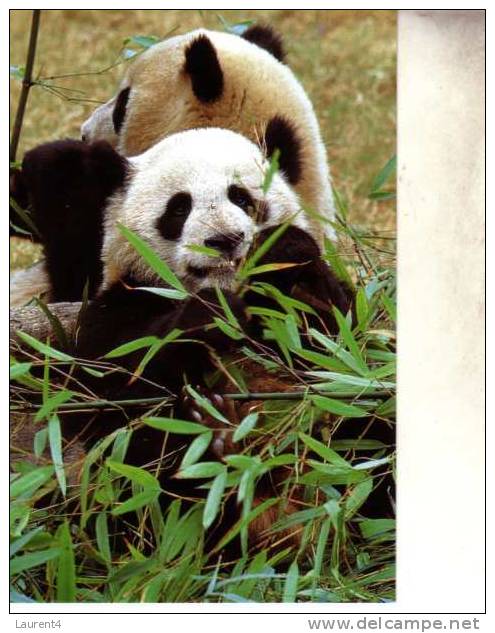 3 Panda Postcard / 3 Postcards Of Panda - Ours