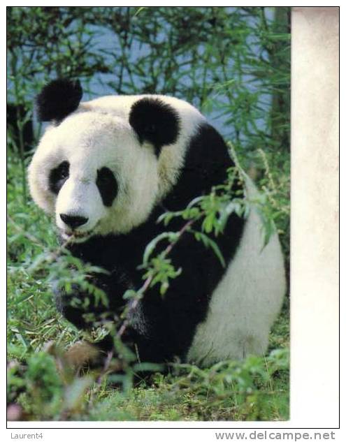 3 Panda Postcard / 3 Postcards Of Panda - Ours