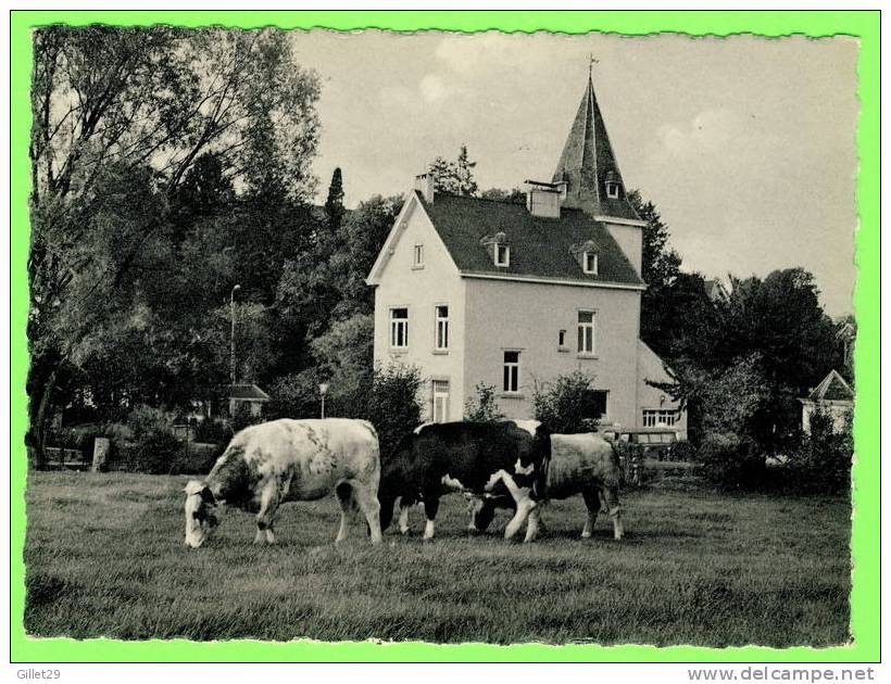 DALHEM, BELGIQUE - LE CASTELET - ANIMÉE DE VACHES - ÉDITION A. DECLERCQ - - Dalhem