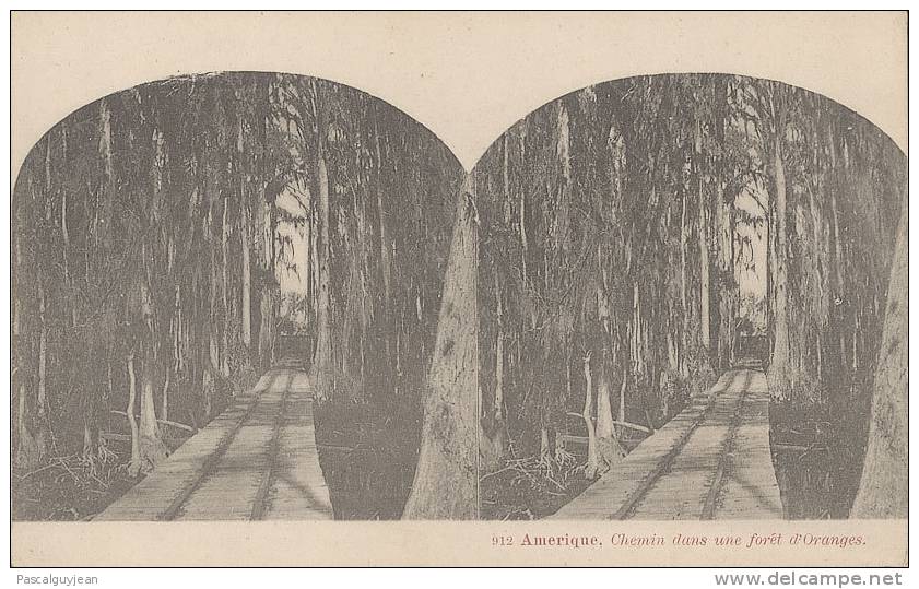 CPA STEREO AMERIQUE - CHEMIN DANS UNE FORET D'ORANGES - Cartes Stéréoscopiques