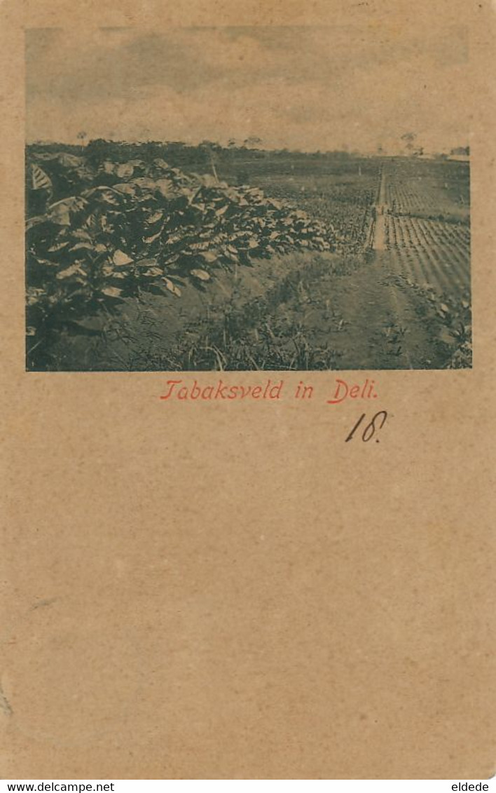 Tabaksveld In Deli Plantation De Tabac Timbrée Weltevreden 1902 Tobacco - Indonésie