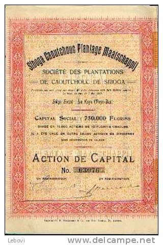 LA HAYE "Soc. Des Plantations De Caoutchouc De SIBOGA" - Action De Capital (1910) - Agricoltura