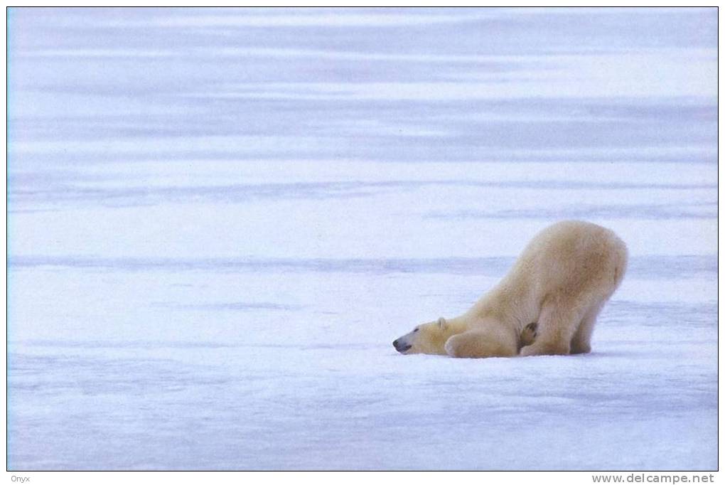 OURS POLAIRE / WHITE BEAR / EISBÄR - Ours