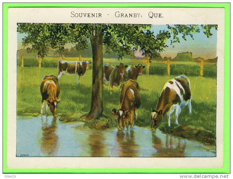 GRANBY, QUÉBEC - SOUVENIR DE GRANBY - TROUPEAUX DE VACHES - - Granby