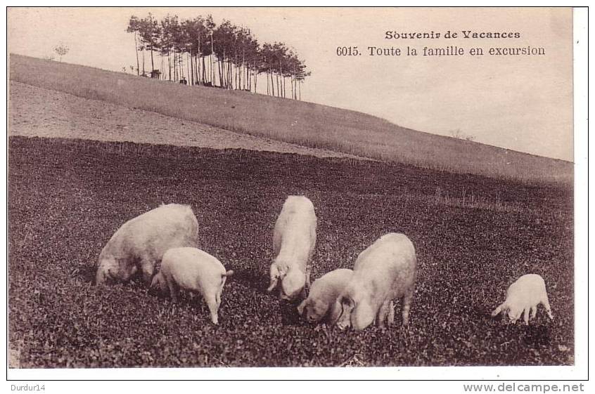 ANIMAUX / Souvenir De Vacances / Toute La Famille En Excursion (Cochons) - Schweine