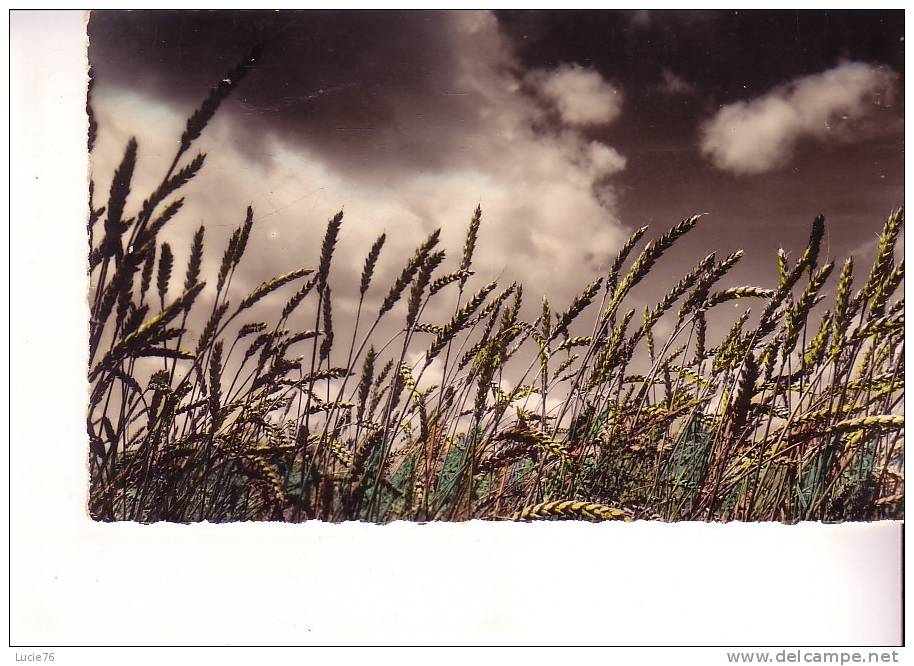 IMAGE DE FRANCE -  Champ De Blé - Autres & Non Classés