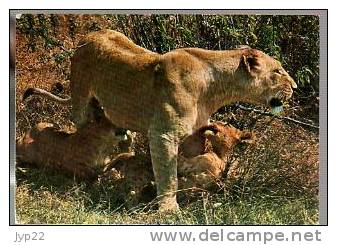 Jolie CP Félin Lion Et Lionceaux In Ngorongoro Crater African Wild Life - Pas écrite - Löwen