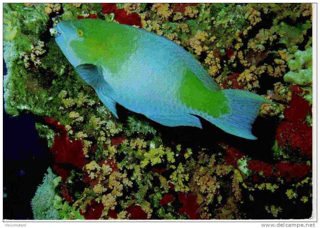 CPSM.  POISSON PERROQUET. OCEAN PACIFIQUE TROPICAL. LEURS DENTS SONT SOUDEES EN BEC ACERE. BROUTENT LES ALGUES...1998 - Fish & Shellfish