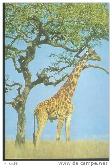 Giraffe - A Giraffes In The Wild - Giraffes