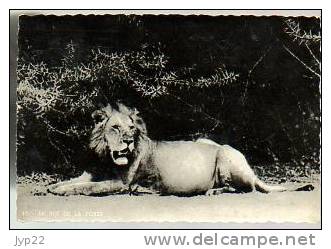 Jolie CP Le Roi De La Forêt - Lion De La Forêt Equatoriale - Félin - CAD 21-07-1953 Lourdes Ed Missions Des Pères Blancs - Löwen