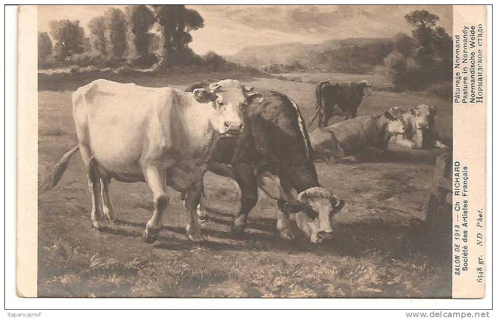 Carte Postale Sur Les Vaches Normandes - Vaches