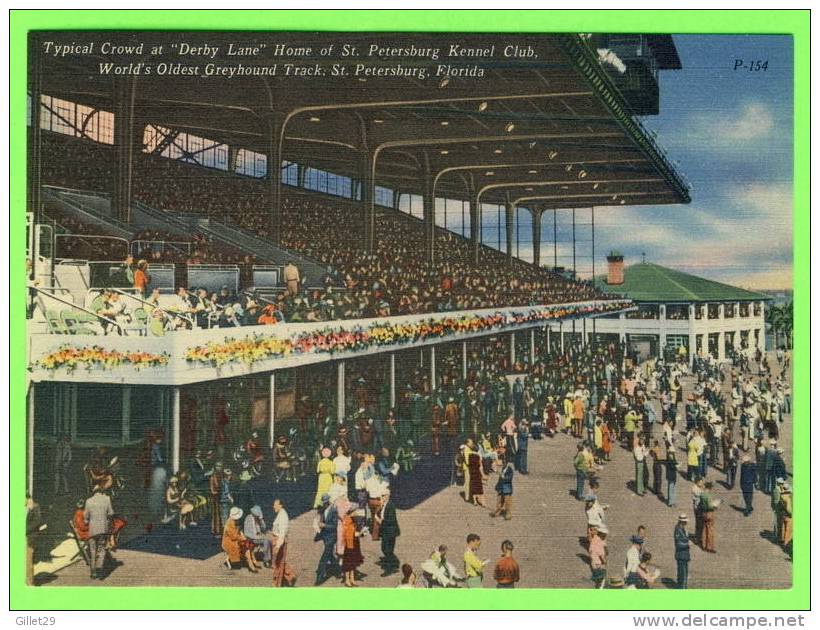 ST.PETERSBURG, FL - TYPICAL CROWD AT DERBY LANE - KENNEL CLUB - ANIMATED - - St Petersburg