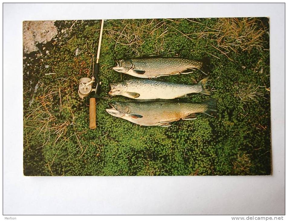 Game Fish From Ashuanipi River -Labrador City Area Newfoundland  Canada   1950-60´s  VF    D23113 - Autres & Non Classés