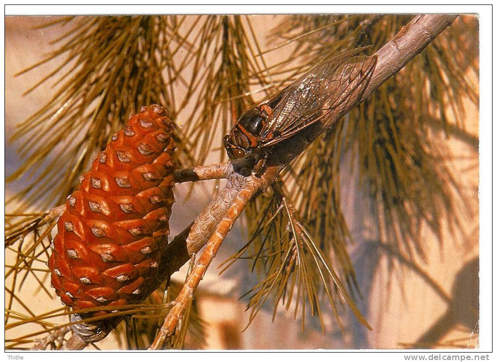 La Cigale De Provence - France - Insectes