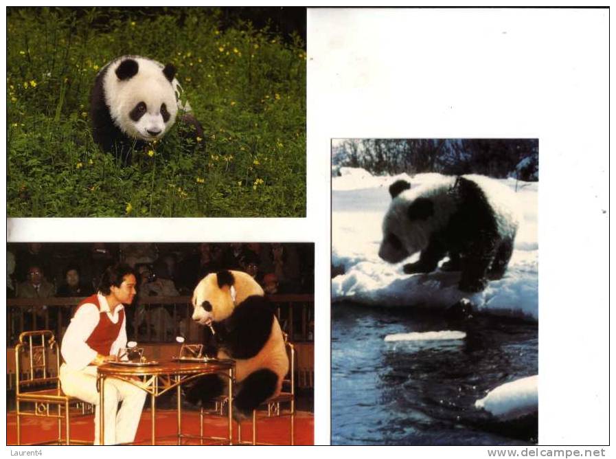 Giant Panda Bear Postcard - Carte Postale De Panda - Ours