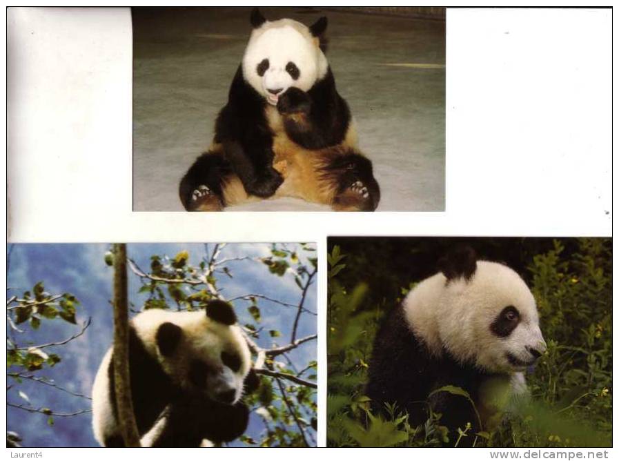 Giant Panda Bear Postcard - Carte Postale De Panda - Osos
