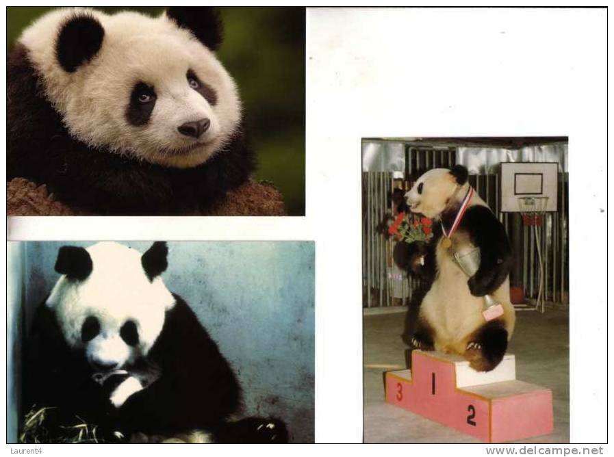 Giant Panda Bear Postcard - Carte Postale De Panda - Ours