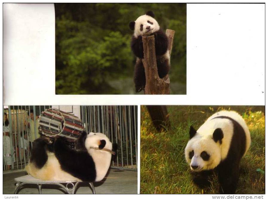 Giant Panda Bear Postcard - Carte Postale De Panda - Ours