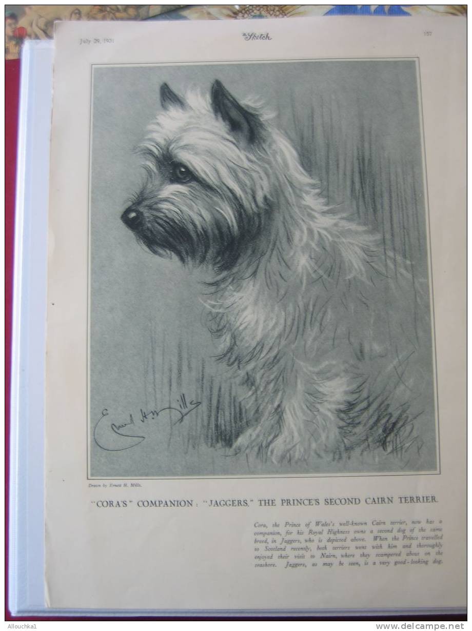 PHOTO GRAVURE"CORA'S" COMPAGNON"JAGGERS" THE PRINCE SECOND CAIRN TERRIER / SUMMER SPORTS CARICATURES /29/07/1931 "SKETCH - Other & Unclassified