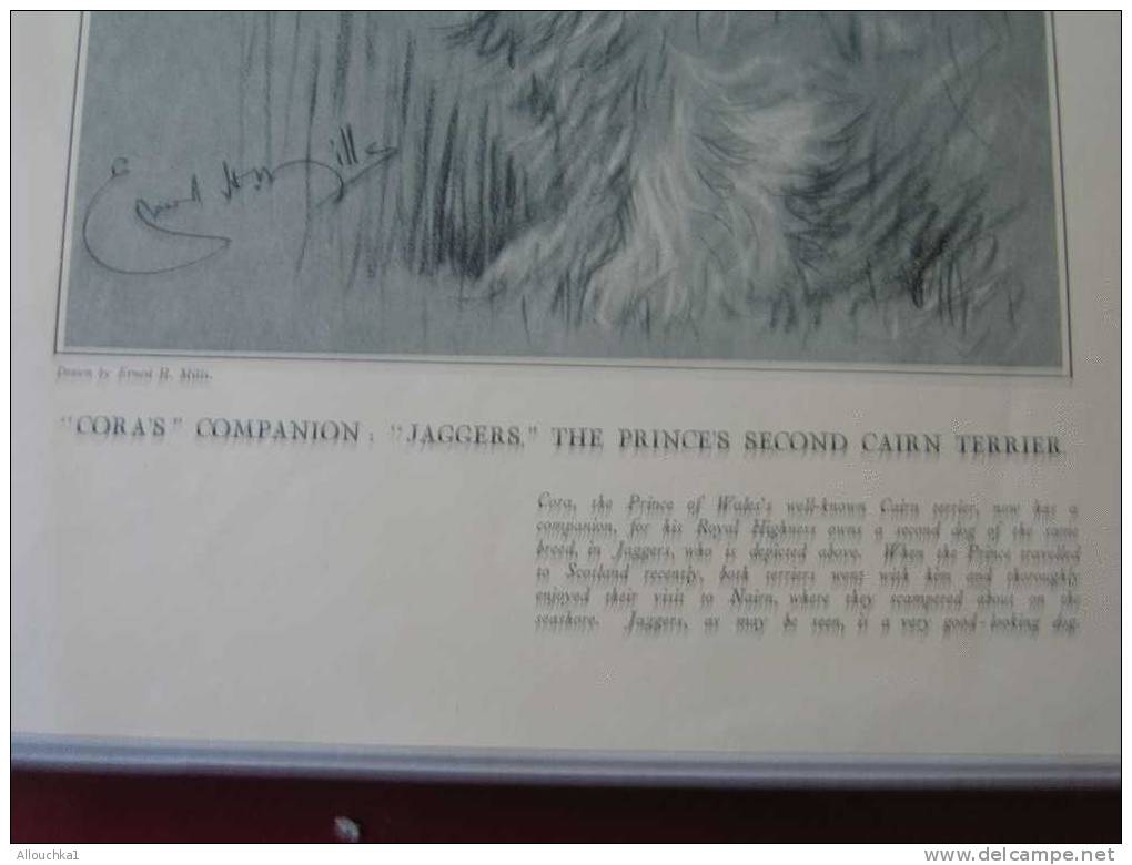 PHOTO GRAVURE"CORA'S" COMPAGNON"JAGGERS" THE PRINCE SECOND CAIRN TERRIER / SUMMER SPORTS CARICATURES /29/07/1931 "SKETCH - Other & Unclassified