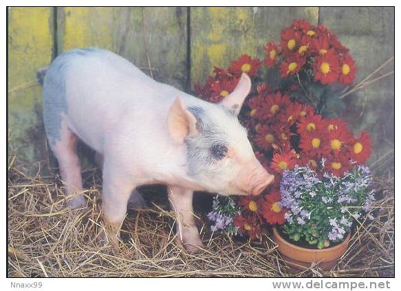 Little Pig - Petits Porc - Blue Butt Pig, Japan Postcard - A - Cochons