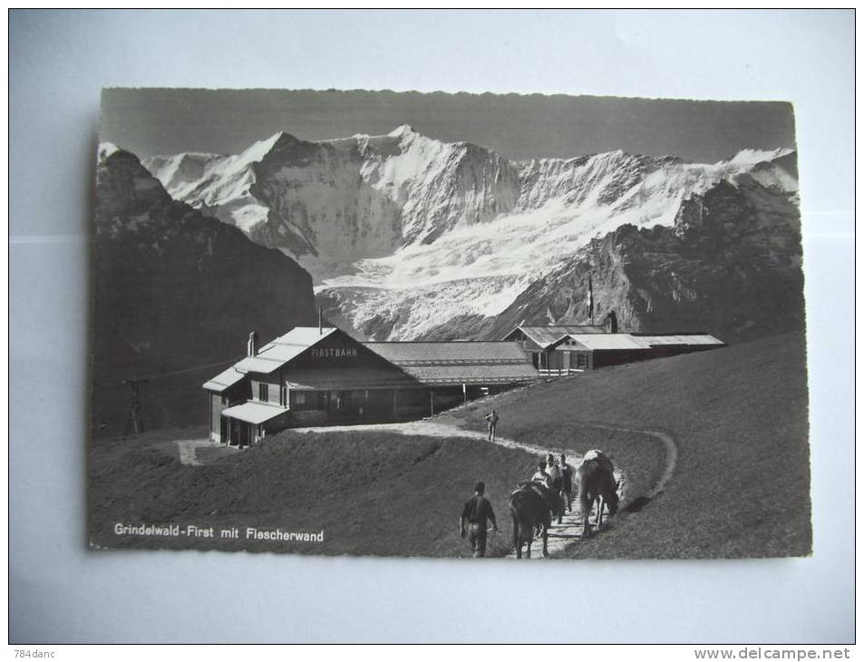 Grindelwald First Mit  Fiescherwand - Grindelwald