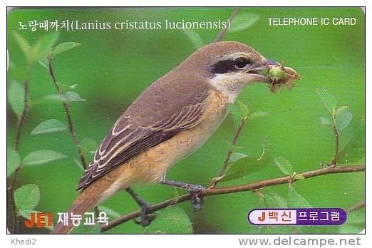 TC Puce Corée Oiseau PIE GRIECHE - Bird Chip Phonecard - Vogel Telefonkarte - Aves - Passereaux