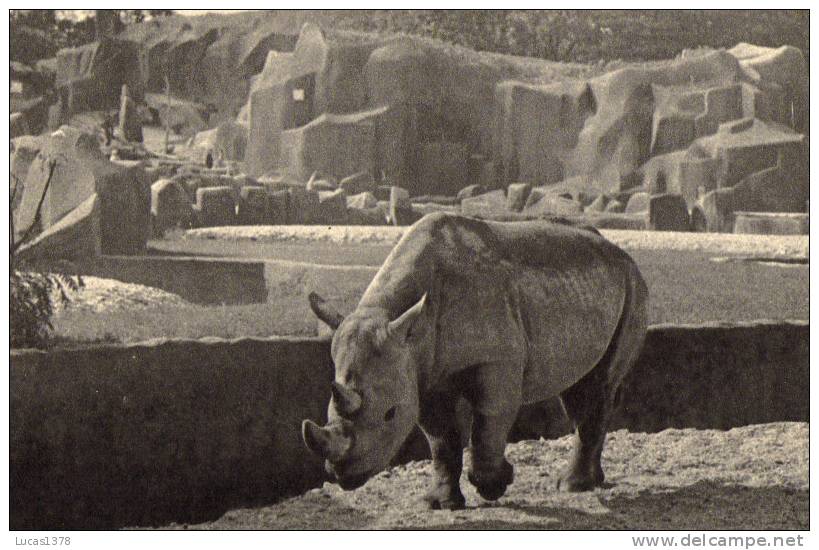 PARC ZOOLOGIQUE DE VINCENNES / LE RHINOCEROS D AFRIQUE - Neushoorn