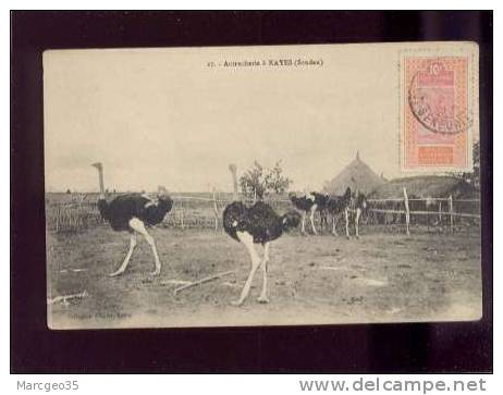 28530 Autrucherie à Kayes Soudan édit.albaret N° 27 Autruche  Belle Carte - Sudan