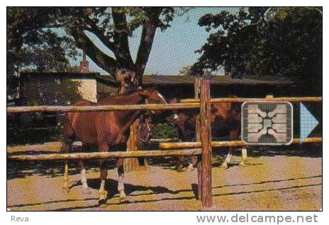 CZECH REPUBLIC  150 U  HORSE  BROWN ANIMAL  ANIMALS  CHIP  READ DESCRIPTION !!! - Repubblica Ceca