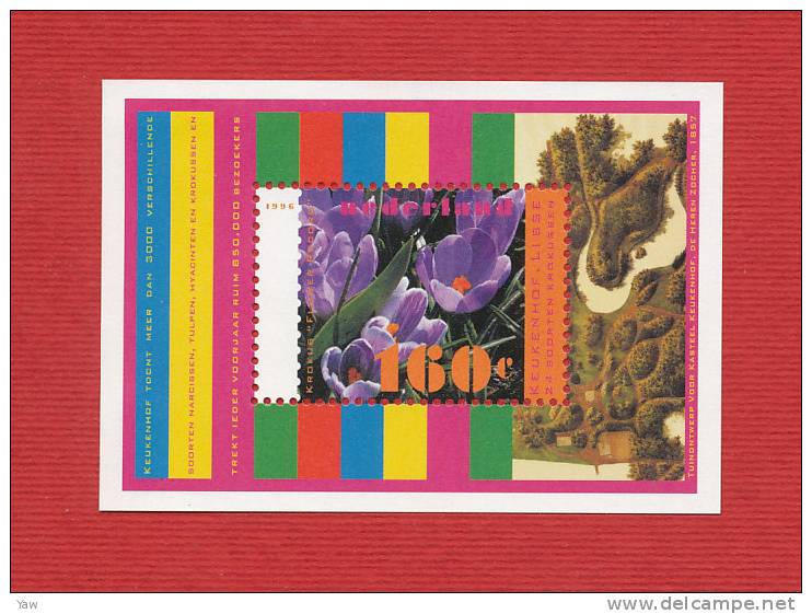 PAESI BASSI  1996  NATURA E AMBIENTE: FIORI DI PRIMAVERA. MF MNH** YT 1534. - Nature