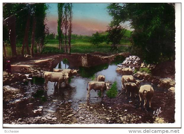 Pyrénées Océans Tableaux Pyrénéens 1552 Troupeau à L'abreuvoir (gros Pli En Haut) - Elevage