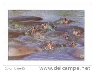 Cpm Avec Des Hippopotames Hippo - Hipopótamos