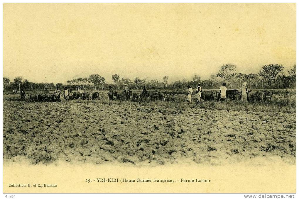 HAUTE- GUINEE . YRI-KIRI .  FERME LABOUR . - Guinée