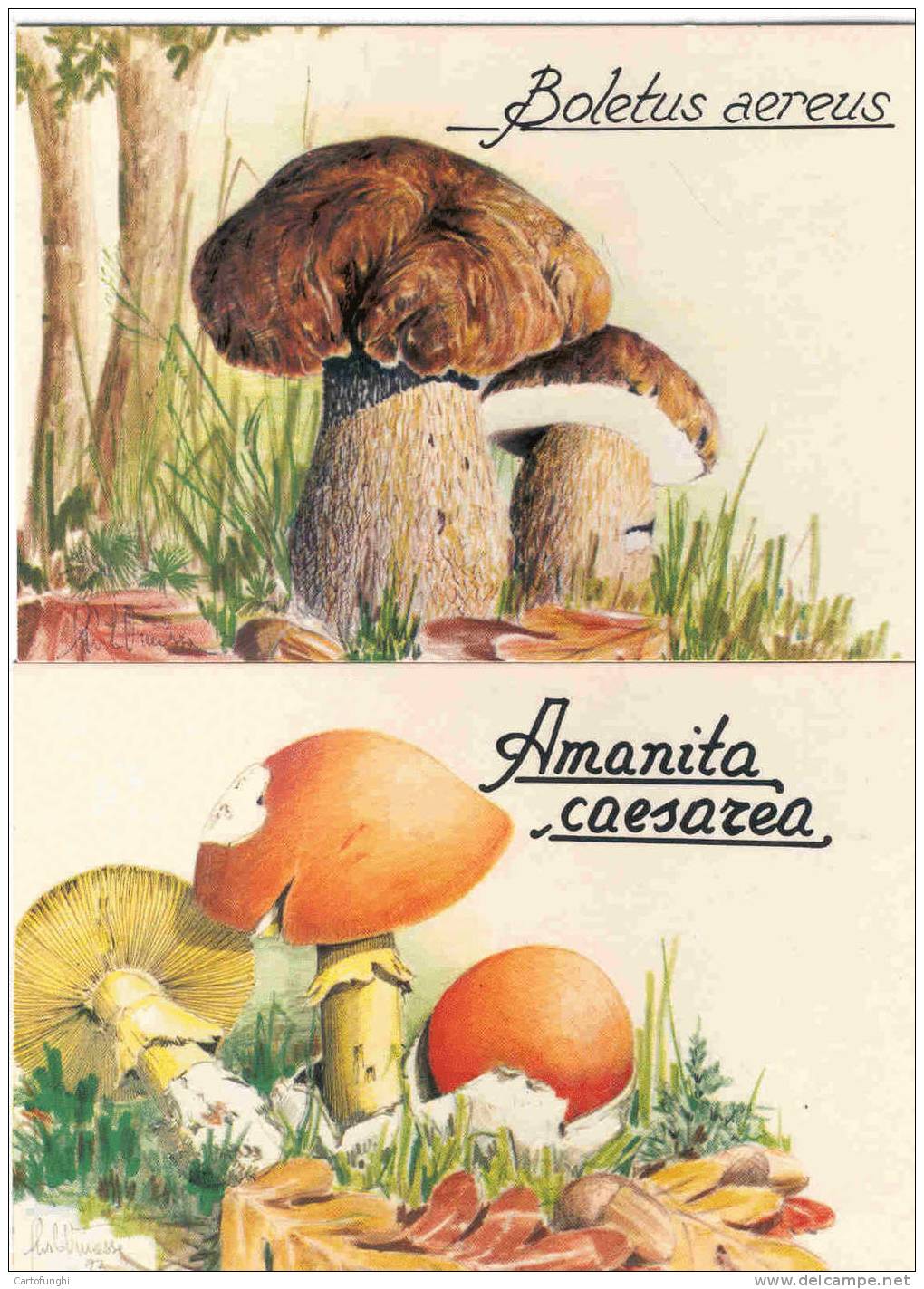 FUNGHI -  CHAMPIGNONS – MUSHROOMS – PILZE – SETAS   RARO  RARE  SELTEN  1983  PARCO DELLA MANDRIA  DISEGNI FIRMATI - Funghi