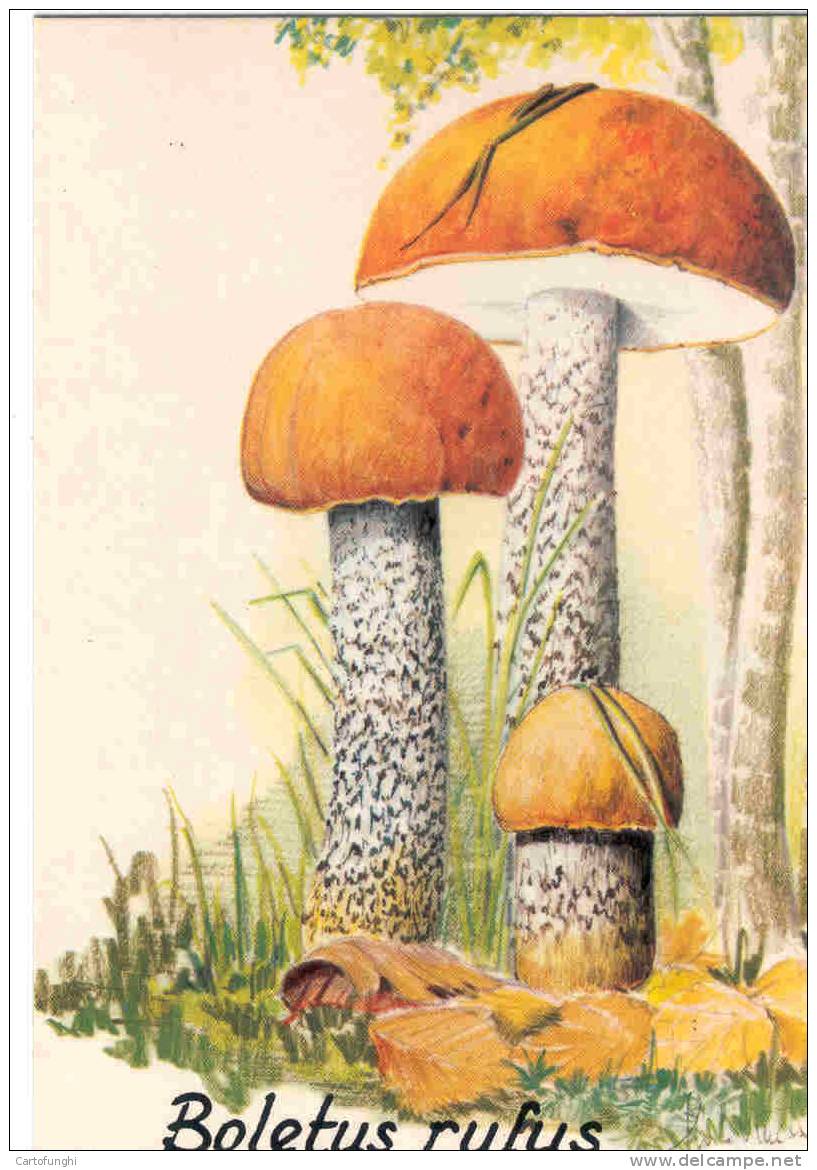 FUNGHI -  CHAMPIGNONS – MUSHROOMS – PILZE – SETAS   RARO  RARE  SELTEN  1983  PARCO DELLA MANDRIA  DISEGNI FIRMATI - Funghi