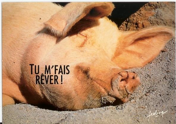 Cochon Entrain De Dormir: Tu Me Fais Rever, Photo Heilman Zefa (08-1748) - Cochons