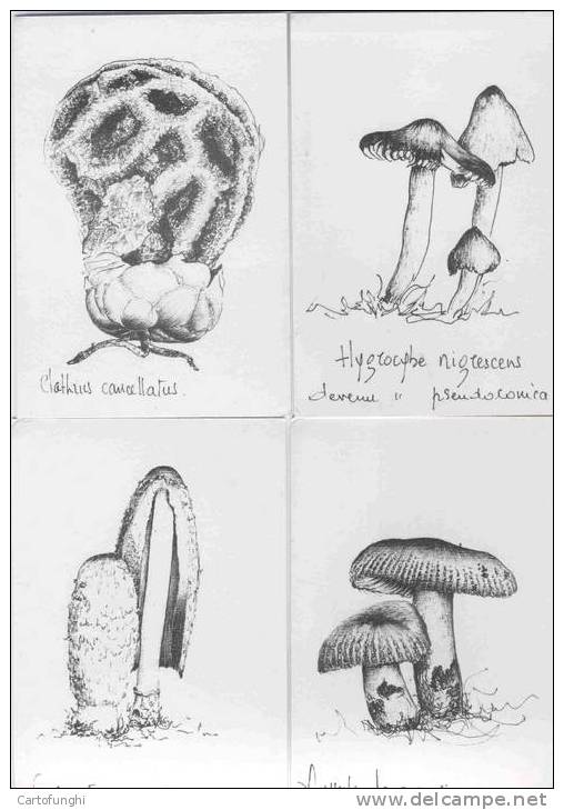 FUNGHI   CHAMPIGNONS – MUSHROOMS  PILZE – SETAS  8 CARTOLINE DISEGNO Jacques Péger - Funghi