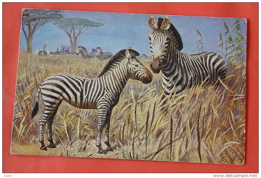 Zèbre - Zebra ( Wilh. Kuhnert ) - Zebra's