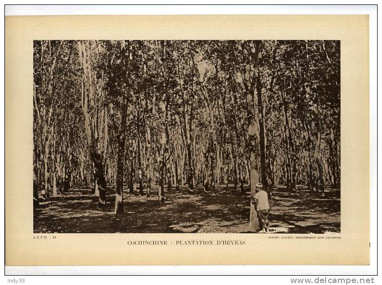 - COCHINCHINE   PLANTATION D´HEVEAS . REPRO DE PHOTO DES ANNEES 1930 - Autres & Non Classés