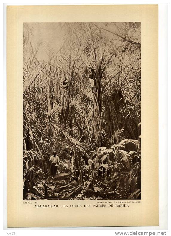 - MADAGASCAR   LA COUPE DES PALMES DE RAPHIA . REPRO DE PHOTO DES ANNEES 1930 - Autres & Non Classés
