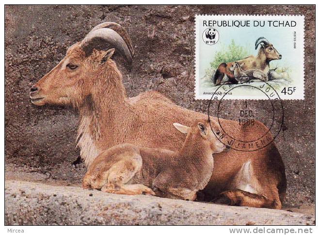 4686 - Tchad 1988 - Carte Maximum - Maximum Cards