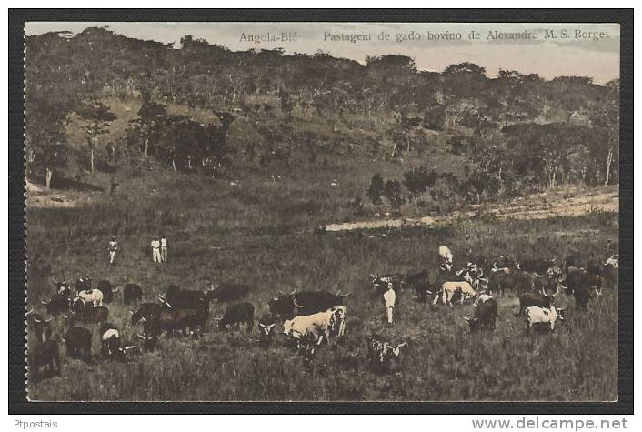 ANGOLA (Portugal Province De L´Afrique Occidentale) - Bie - Pastagem De Gado Bovino De Alexandre M. S. Borges - Angola