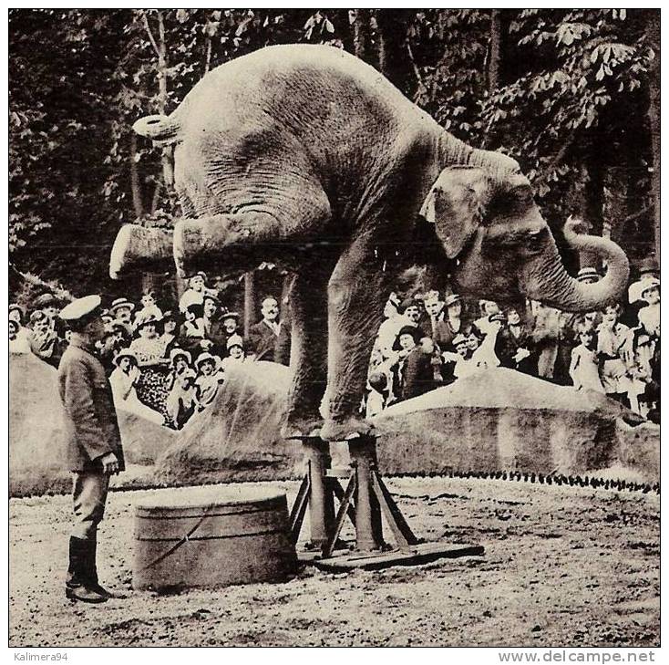 PARIS  /  JARDIN  ZOOLOGIQUE  DE  VINCENNES  /  L' ELEPHANT  EQUILIBRISTE   ( A Voyagé En 1936 ) - Elephants